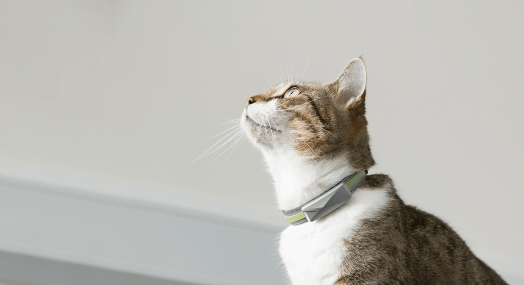 Should Indoor Cats Wear Collars