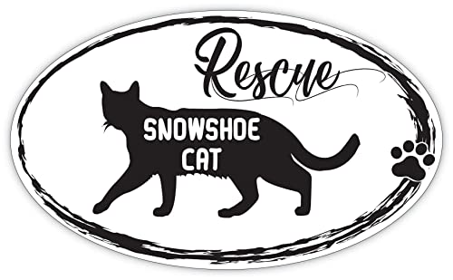 Snowshoe Cat Rescue
