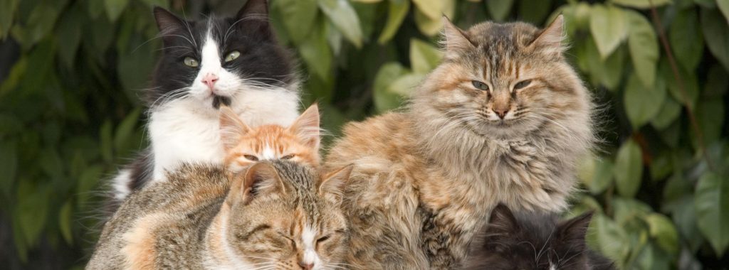 What are the Largest Domestic Cat Breeds