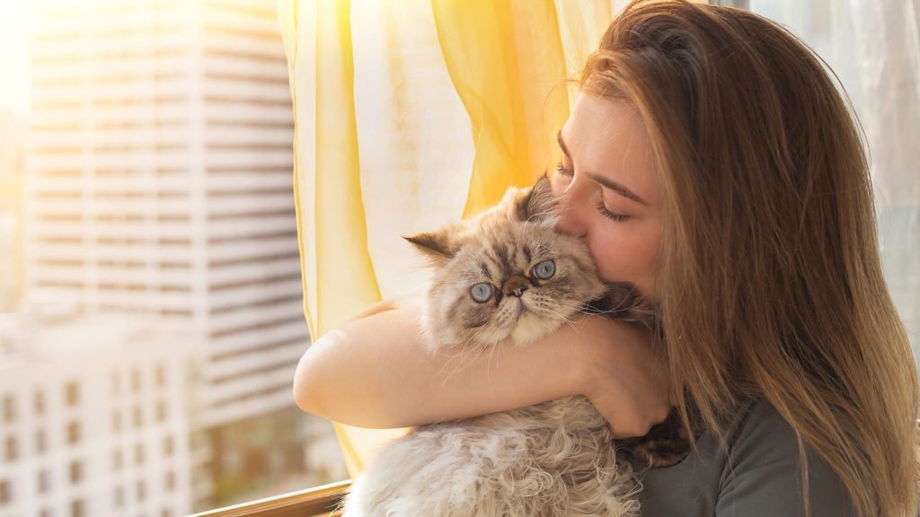 What are the Most Affectionate Cat Breeds