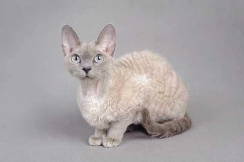 What are the Smallest Breeds of Cats