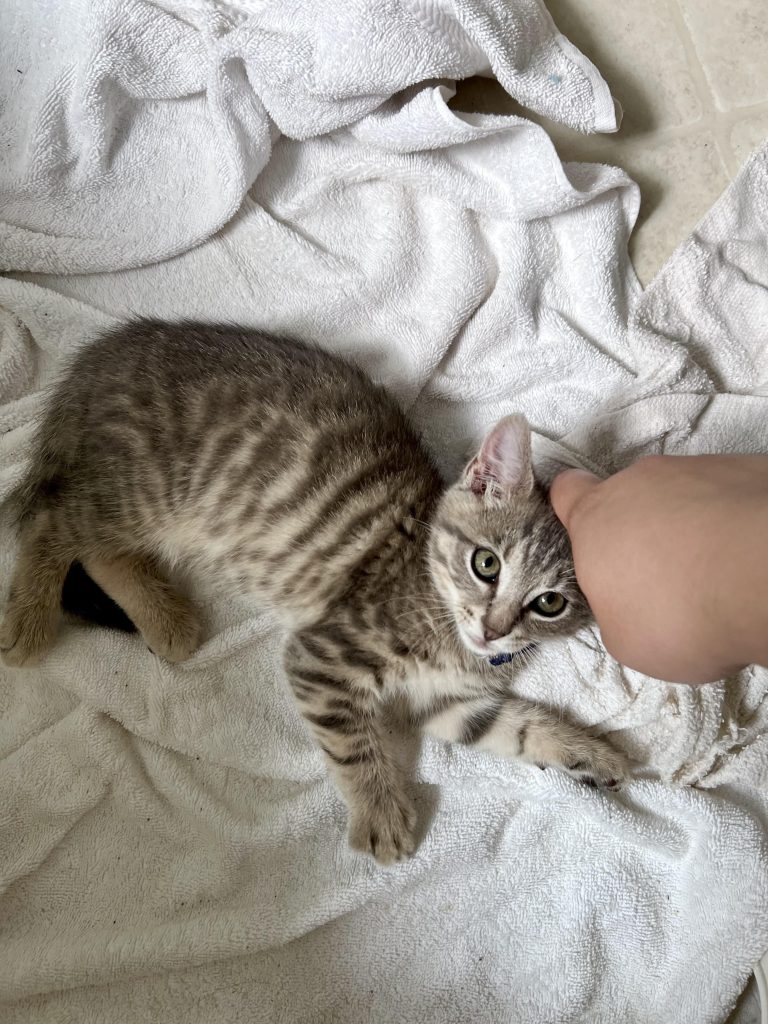 What Breed of Cat is My Cat