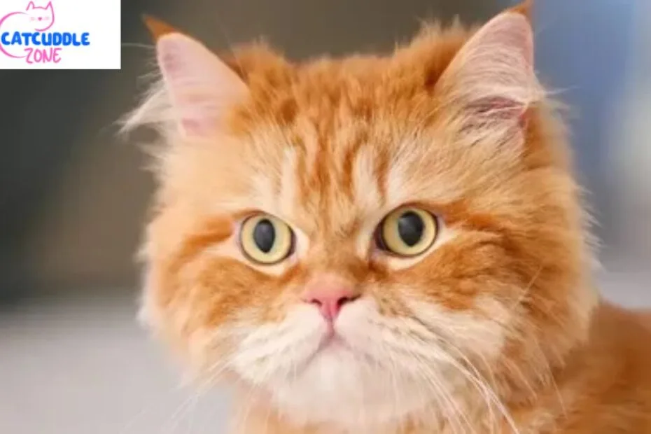 What Breed of Cat was Garfield