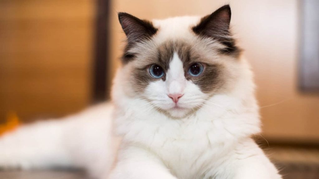 What Breeds Make a Ragdoll Cat