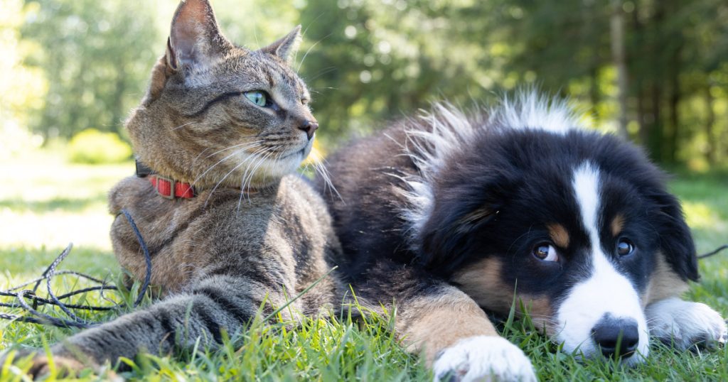 What Breeds of Dogs are Good With Cats