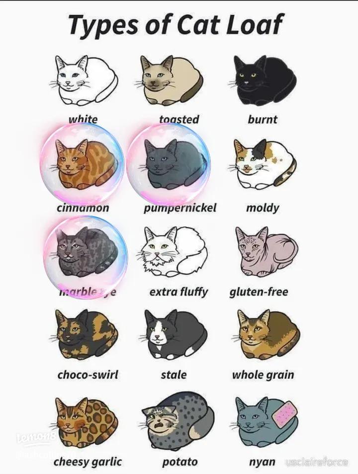 What Cat Behavior Means