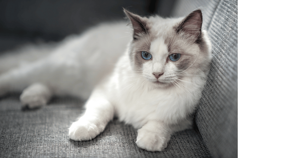 What Cat Breed Should I Get