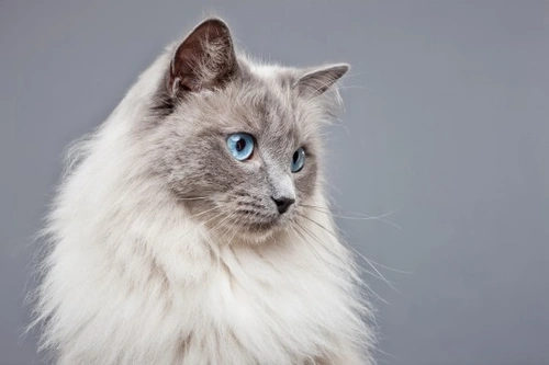 What Cat Breeds Have Blue Eyes