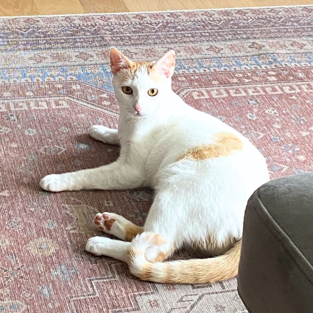 What Cat Breeds Like Water