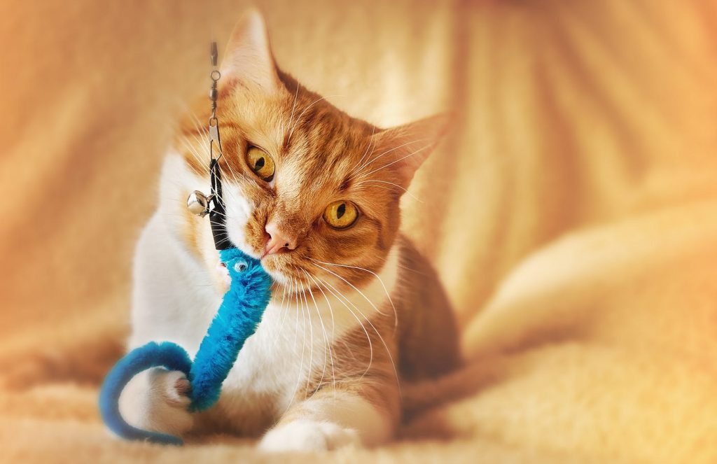 What Color Toys are Best for Cats