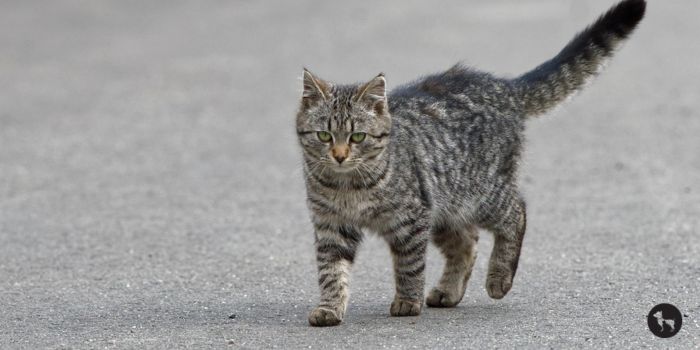 What Does a Cat Look Like