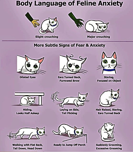 What Does Cat Behavior Mean