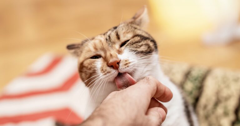 What Does It Mean If Your Cat Grooms You