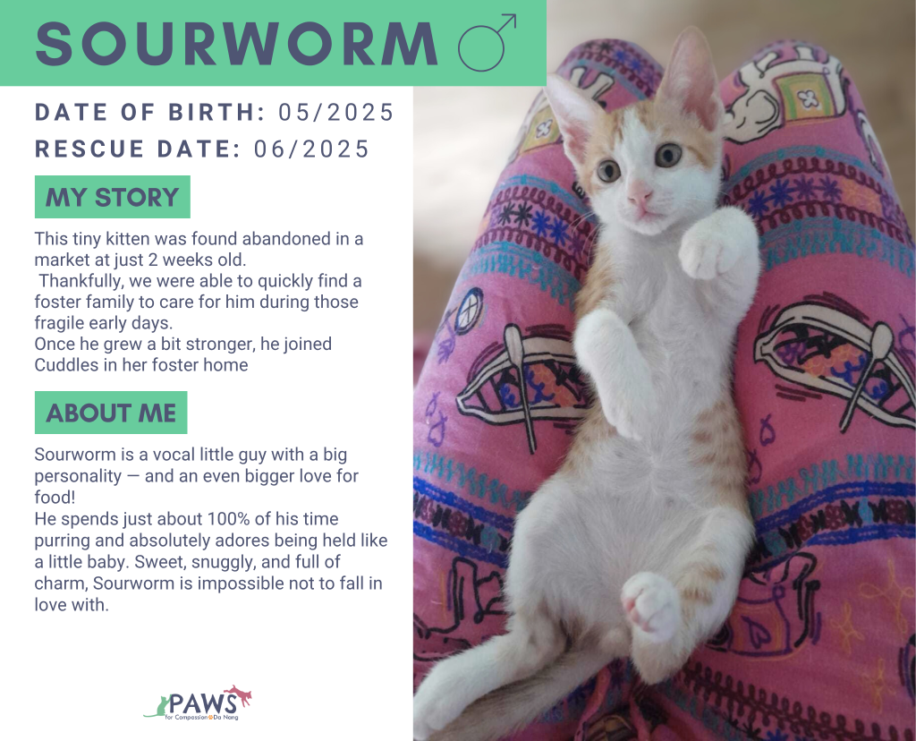 What Does It Mean to Sponsor a Cat Adoption