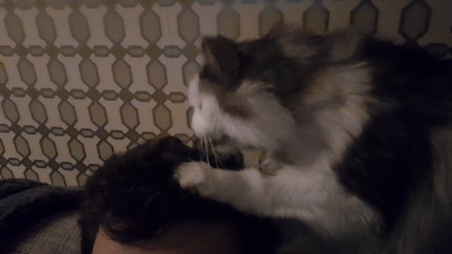 What Does It Mean When a Cat Grooms Your Hair