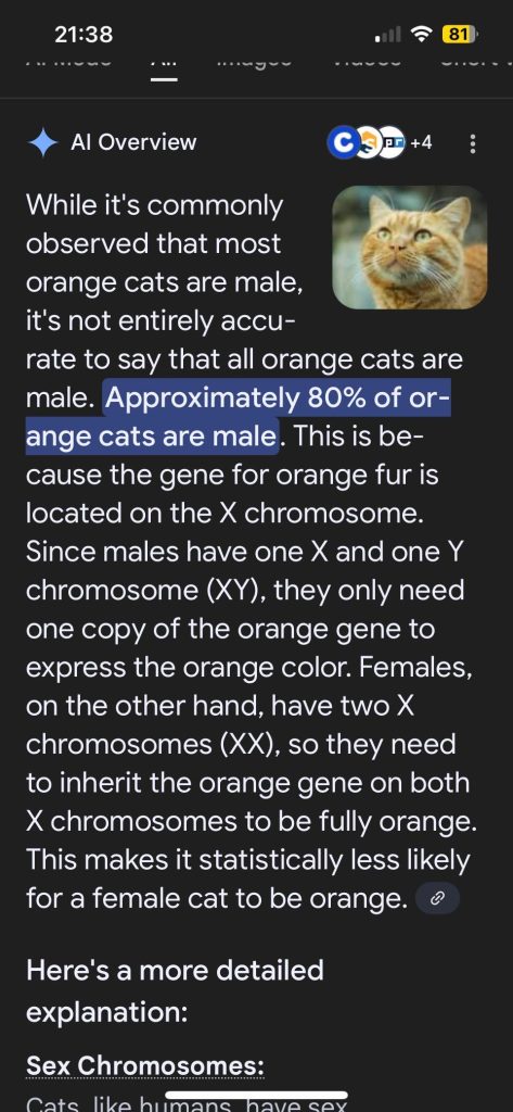 What Does Orange Cat Behavior Mean