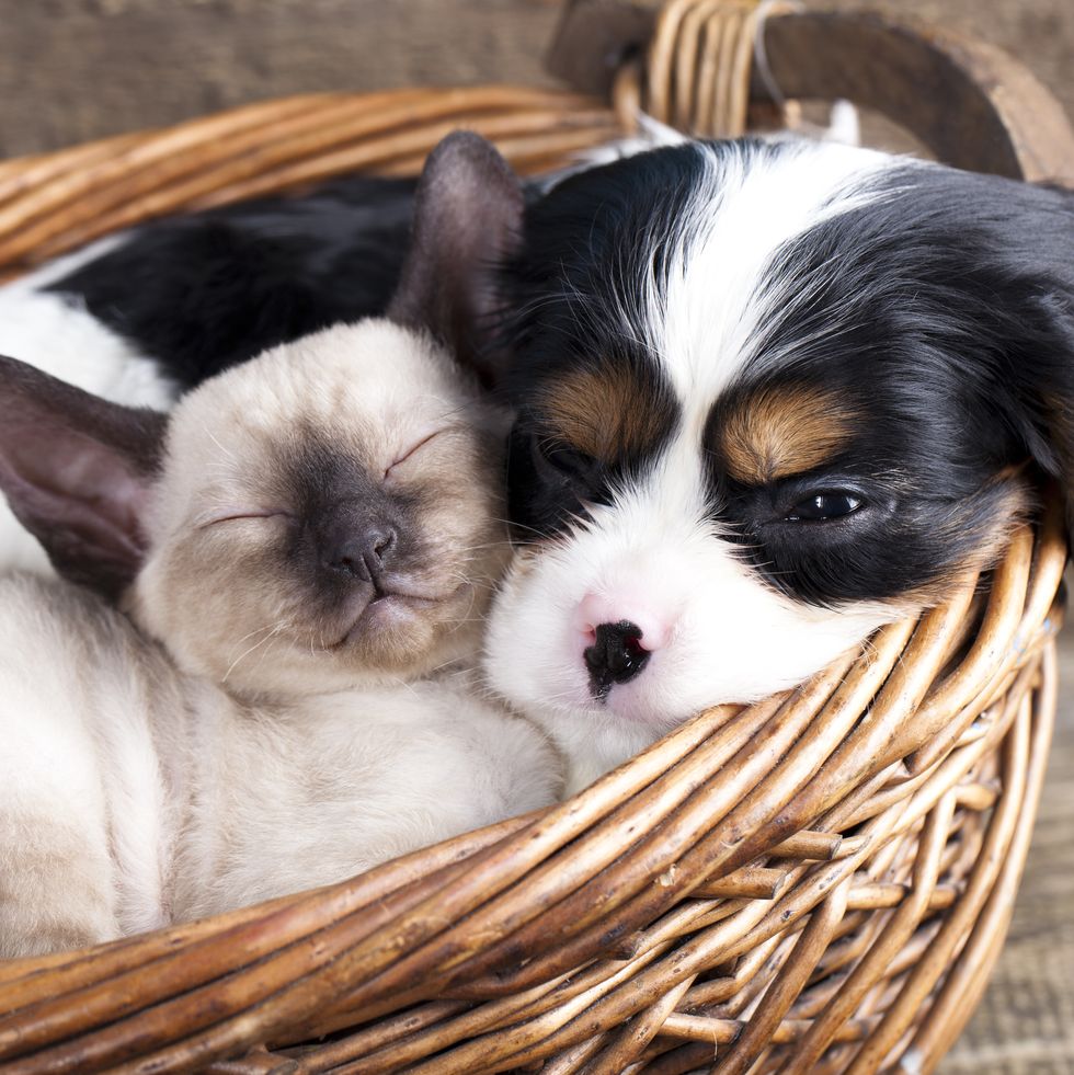 What Dog Breeds Get along With Cats