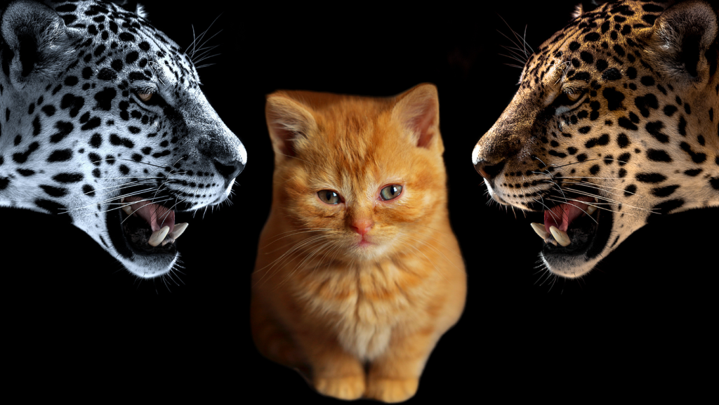 What is a Big Cat Called