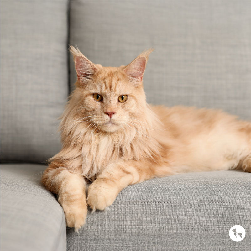 What is a Big House Cat Called