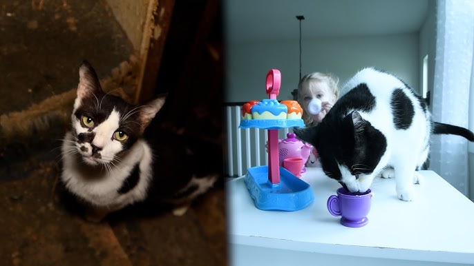 What is a Cat Rescue