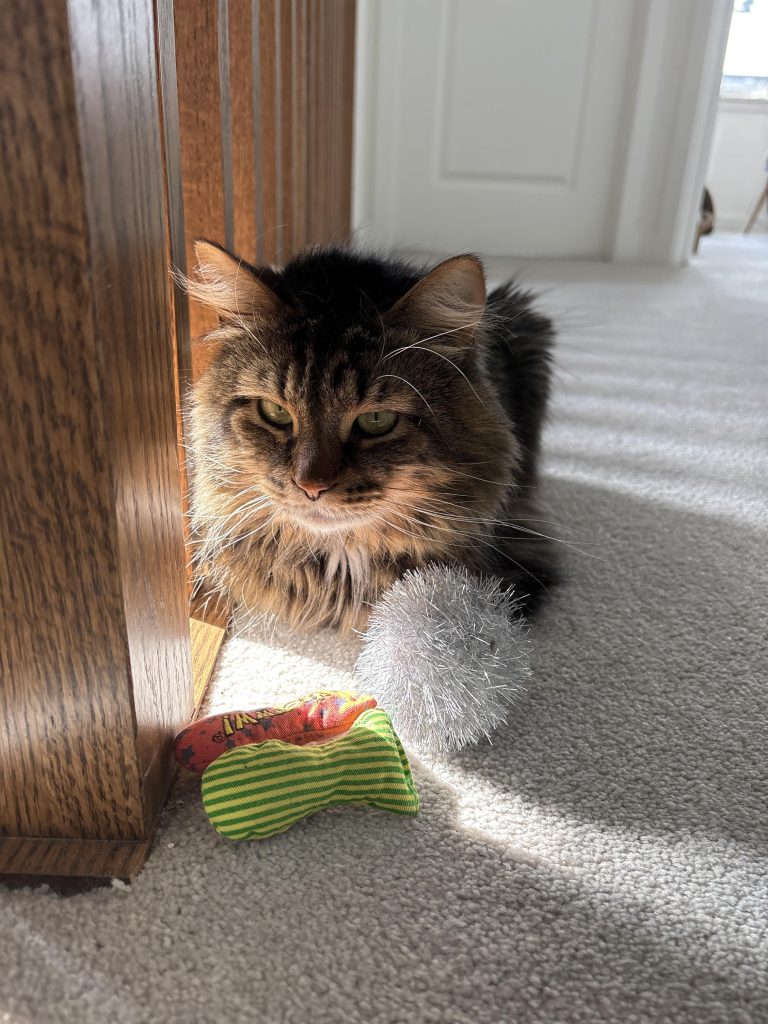 What is a Cat'S Favorite Toy