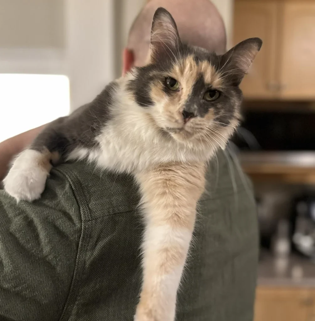 What is a Rescue Cat