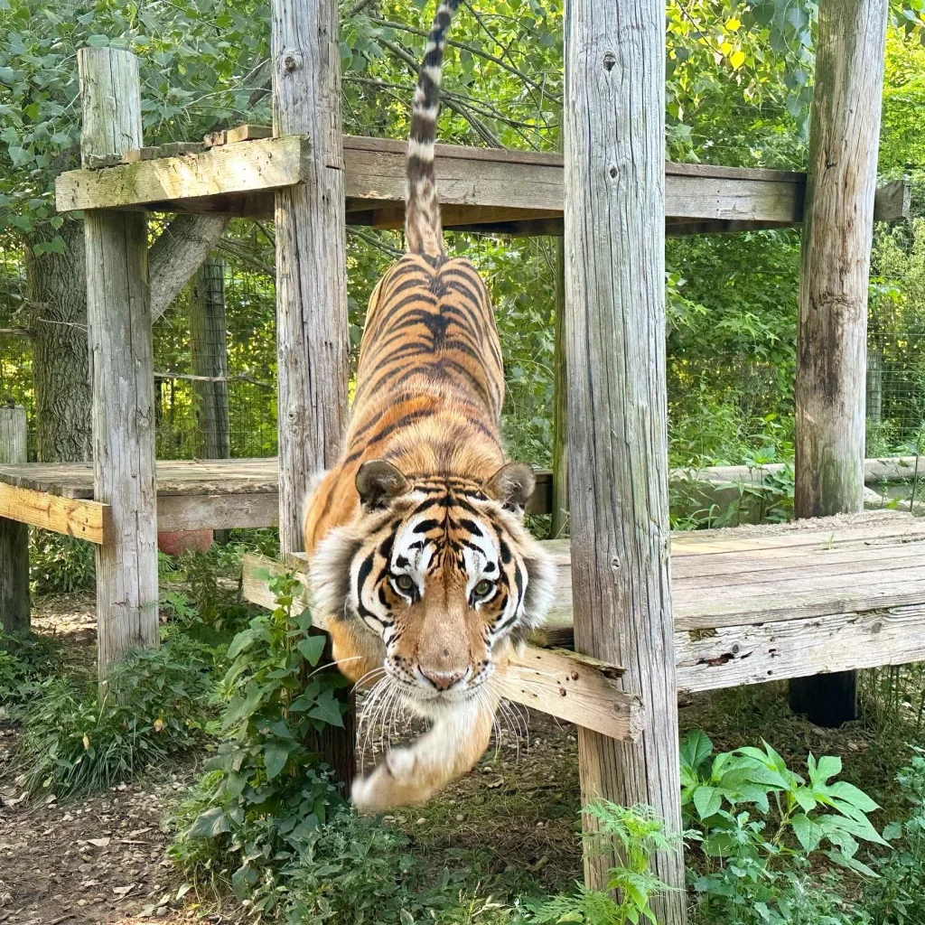 What is Big Cat Rescue