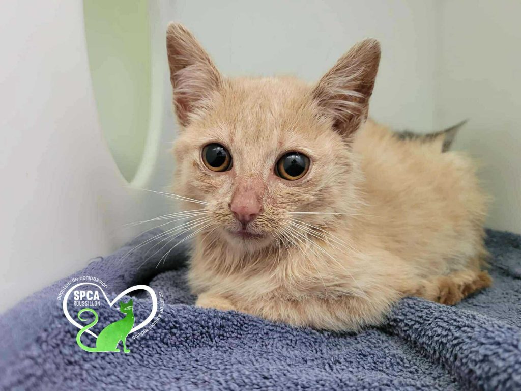 What is Cat Adoption