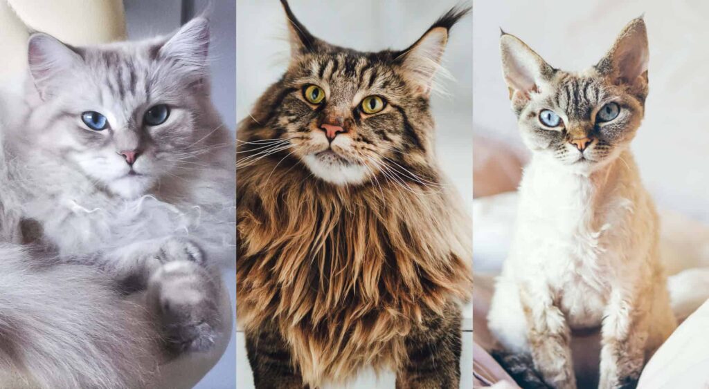What is Most Popular Cat Breed