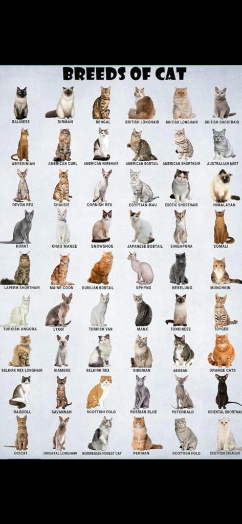 What is My Cats Breed