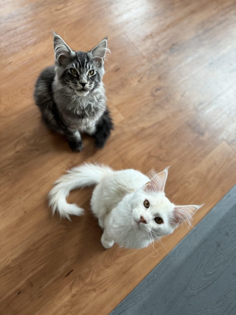 What is the Best Breed of Cat for Me