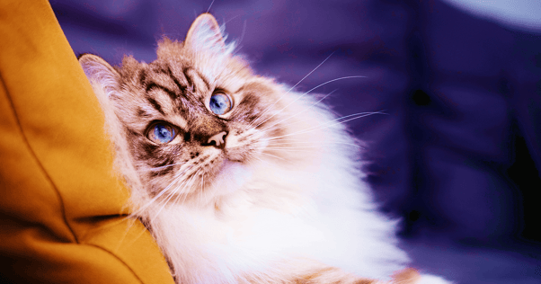 What is the Best Cat Breed