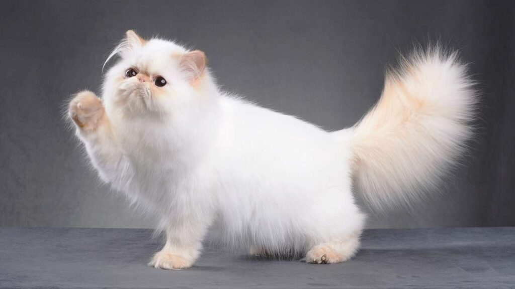 What is the Best Type of Cat