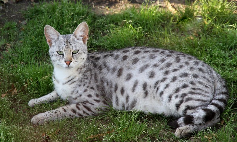 What is the Largest Big Cat Species