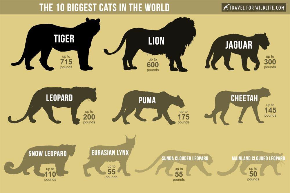 What is the Largest Big Cat