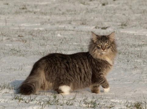What is the Largest Breed of Domestic House Cat