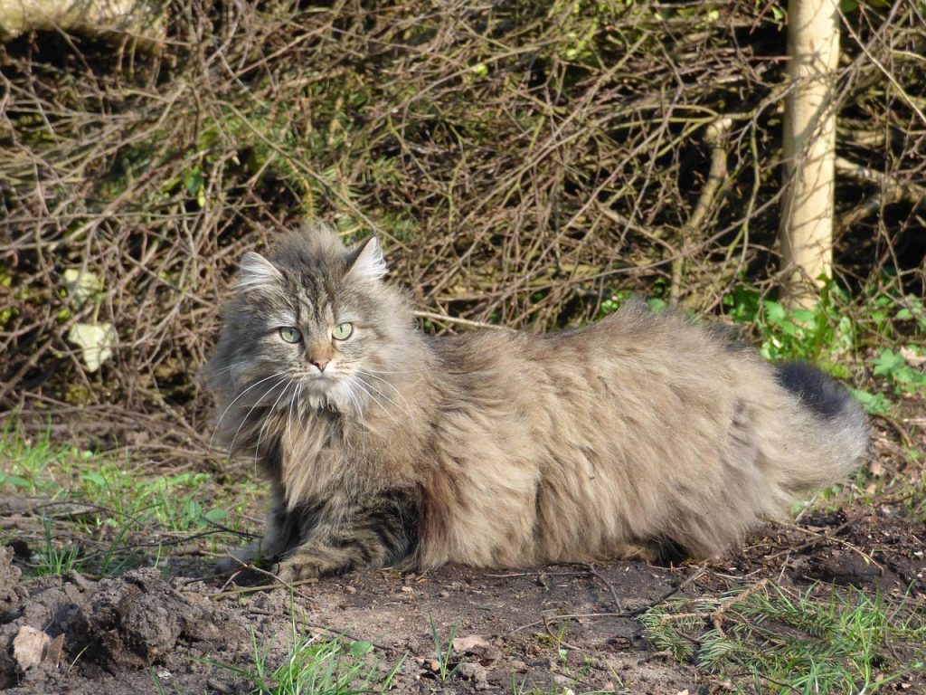 What is the Largest Cat Breed in the World