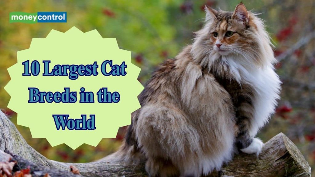 What is the Largest Domestic Cat Breed in the World