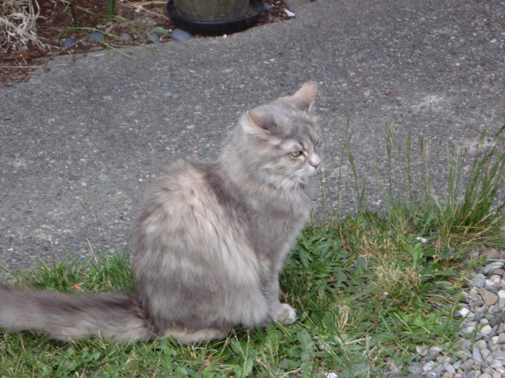 What Kind of Cat Do I Have