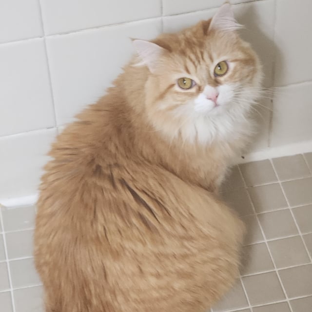 What Kind of Cat is This