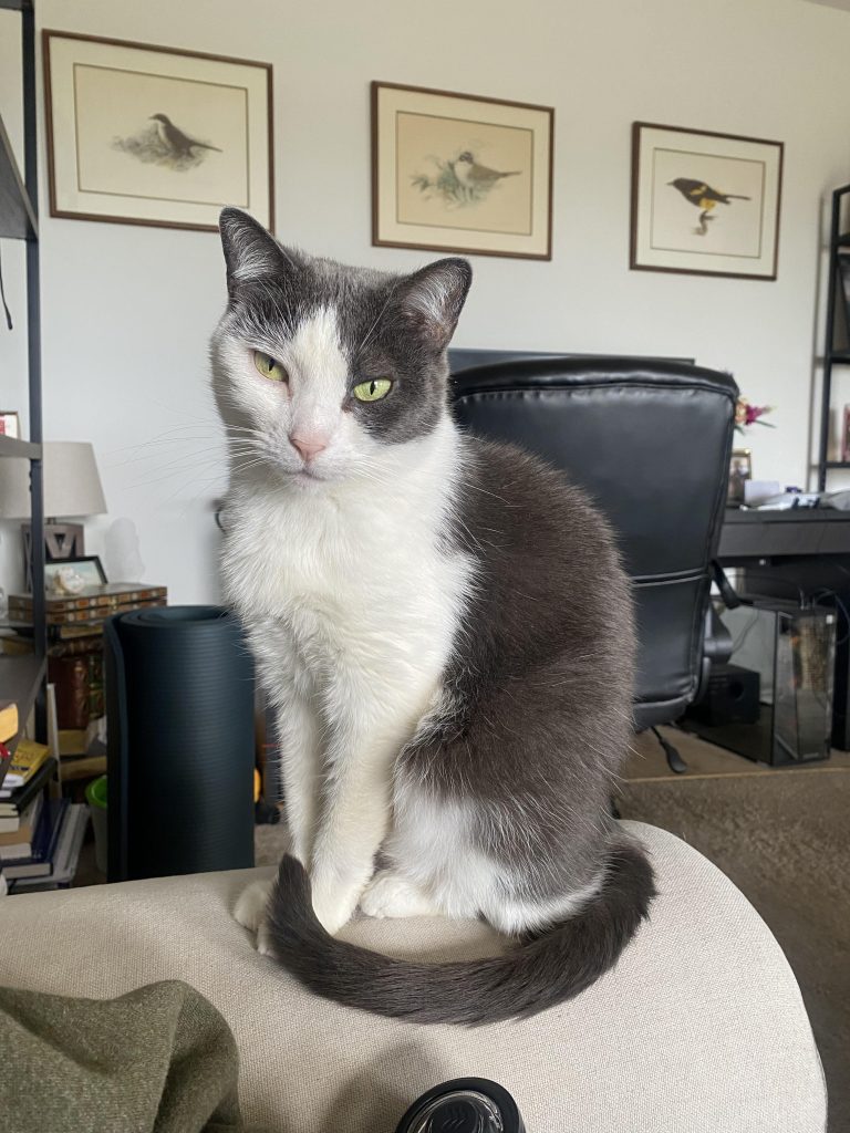 What Type of Cat is My Cat