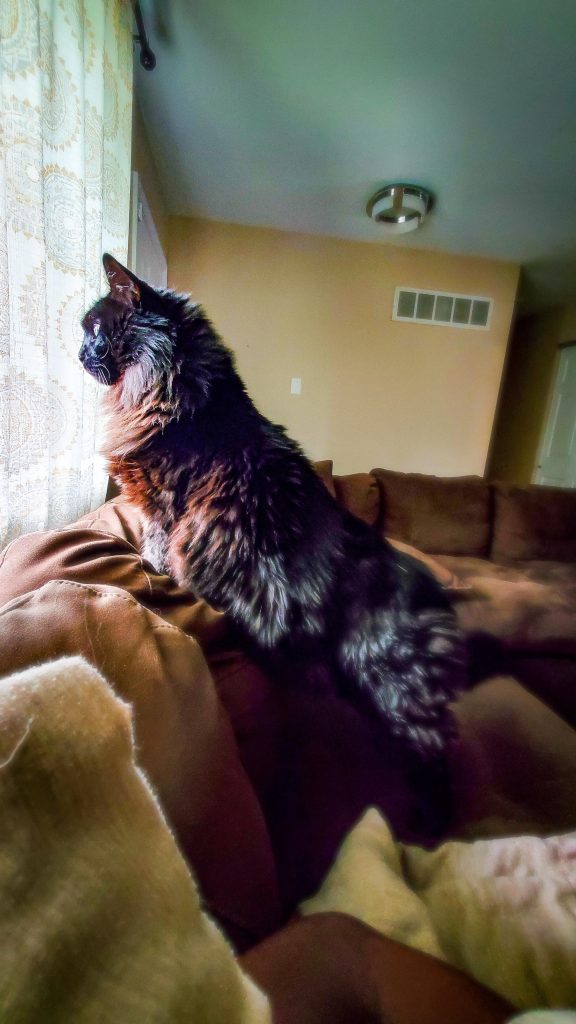 What Type of Cat Should I Get