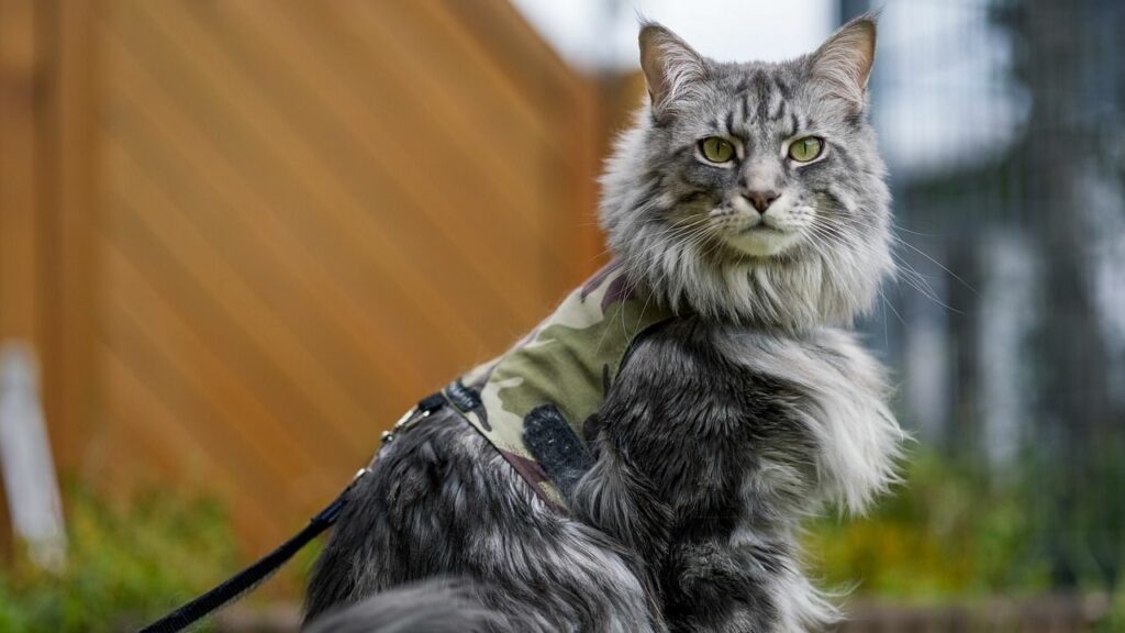 What'S the Biggest Breed of Cat