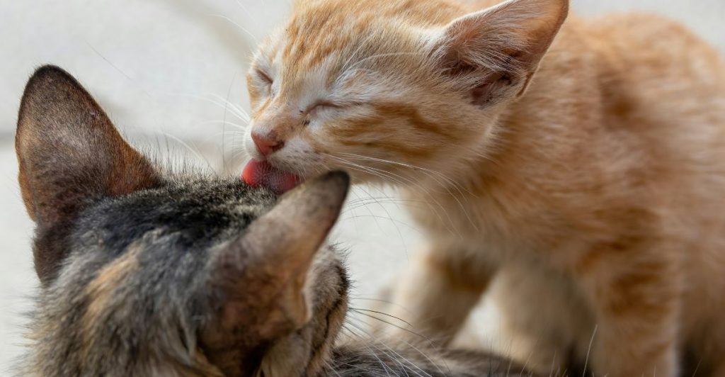 When Cats Groom Each Other