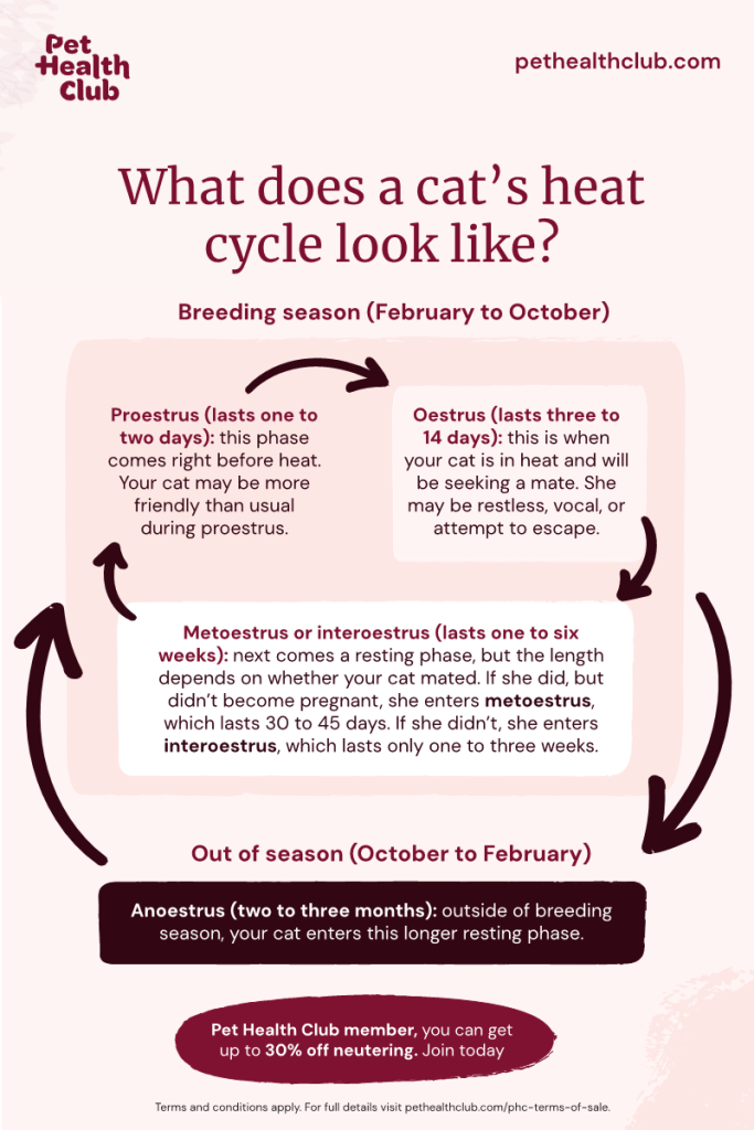 When is Breeding Season for Cats