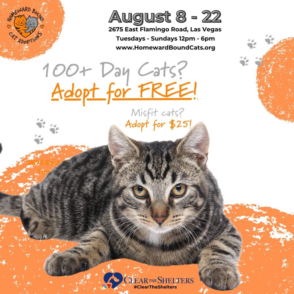 Where Can I Find a Cat Adoption