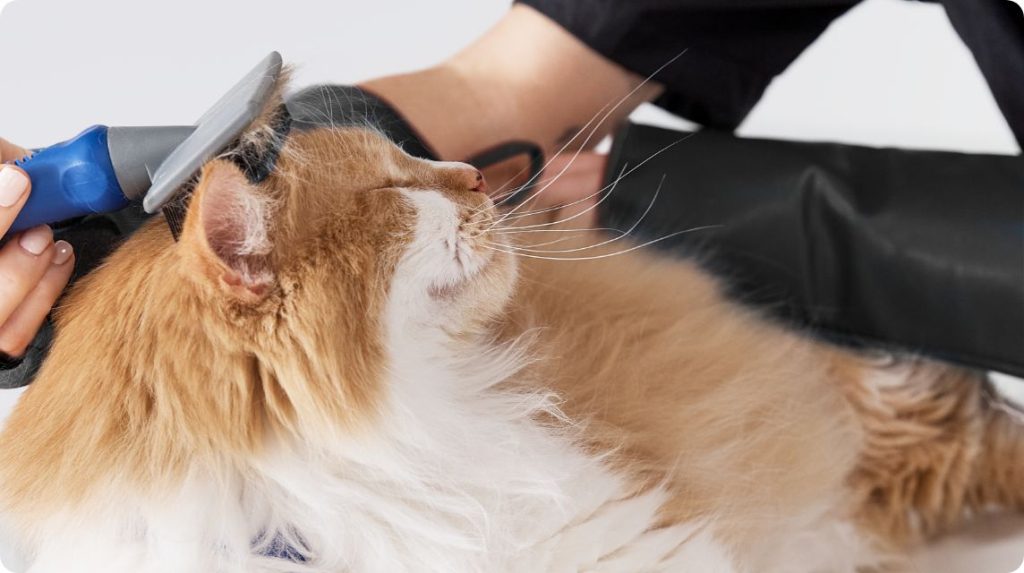 Where Can I Take My Cat to Get Groomed