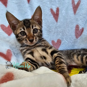 Where to Buy Purebred Cats