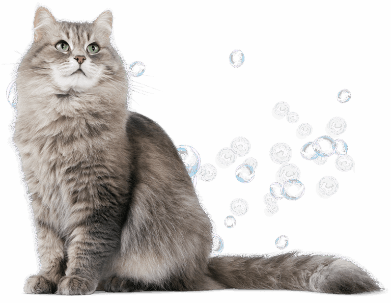 Where to Get My Cat Groomed