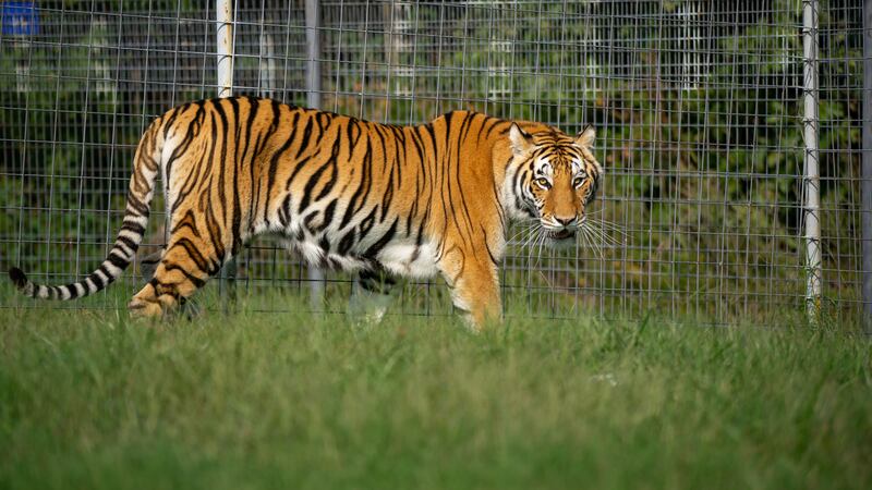 Where was Big Cat Rescue